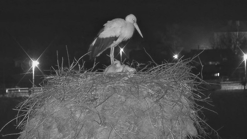 Гълъбово щъркели на живо, времето уеб камера, област Стара Загора, live online webcam